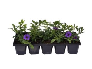 Obrázek 2 produktu Million Bells 10-pack