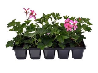 Obrázek 1 produktu Pelargonium peltatum plnokvěté 10-pack
