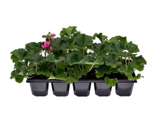 Obrázek 3 produktu Pelargonium zonale 10-pack