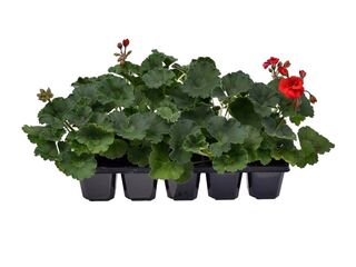 Obrázek 1 produktu Pelargonium zonale 10-pack