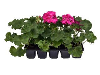 Obrázek 2 produktu Pelargonium zonale 10-pack
