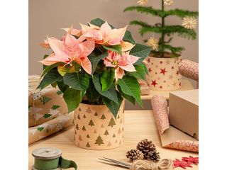 Obrázek 1 produktu Obal na květináč vánoční, hvězdy, pr.14cm