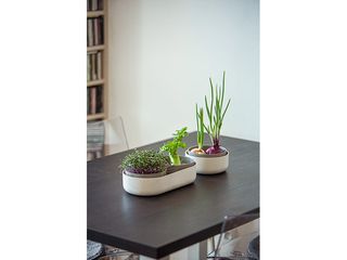 Obrázek 3 produktu Microgreens + regrow, slonová kost s kávovou sedlinou, 30,5cm