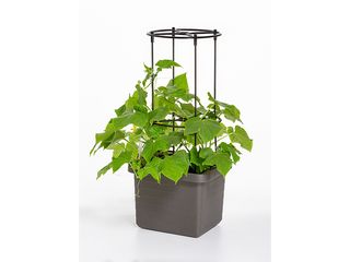 Obrázek 2 produktu Opora pro pěstování rostlin k truhlíku Berberis, v. 132,5cm