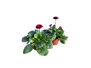 Obrázek 2 produktu Bellis K9