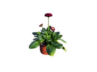 Obrázek 1 produktu Bellis K9