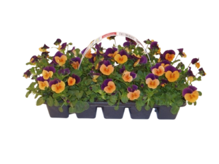 Obrázek 1 produktu Viola cornuta, drobnokvětá 10-pack