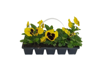 Obrázek 1 produktu Viola velkokvětá 10-pack