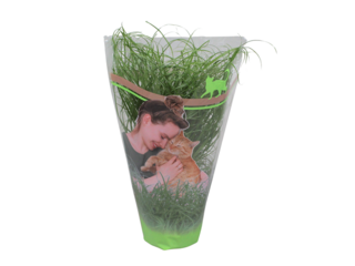 Obrázek 1 produktu Cyperus zumula K12