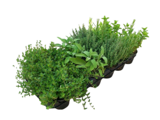 Obrázek 1 produktu Aromatické rostliny K9 mix