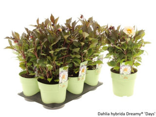 Obrázek 8 produktu Bee friendly K15, mix trvalek