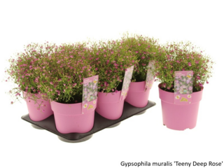 Obrázek 17 produktu Bee friendly K15, mix trvalek