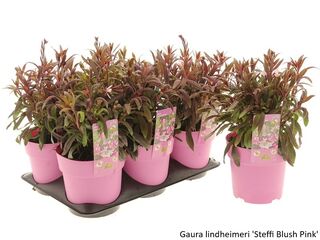 Obrázek 14 produktu Bee friendly K15, mix trvalek