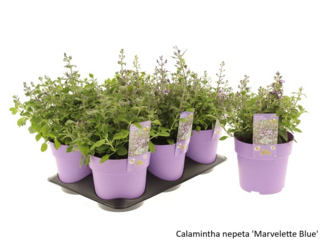 Obrázek 6 produktu Bee friendly K15, mix trvalek