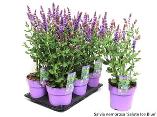 Obrázek 30 produktu Bee friendly K15, mix trvalek