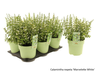 Obrázek 7 produktu Bee friendly K15, mix trvalek