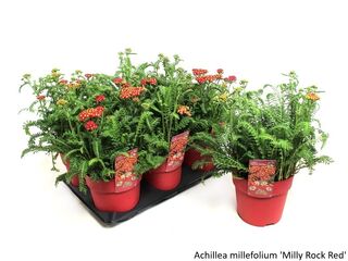 Obrázek 3 produktu Bee friendly K15, mix trvalek