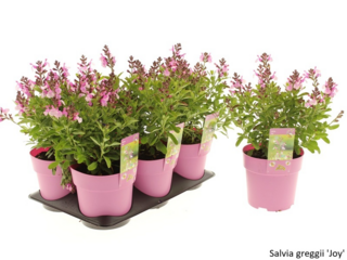 Obrázek 24 produktu Bee friendly K15, mix trvalek