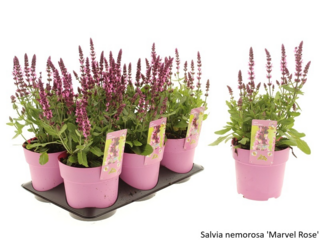 Obrázek 26 produktu Bee friendly K15, mix trvalek
