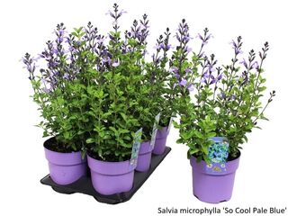 Obrázek 33 produktu Bee friendly K15, mix trvalek