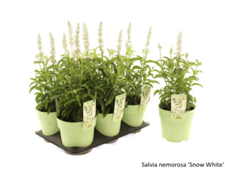Obrázek 32 produktu Bee friendly K15, mix trvalek