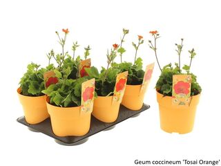 Obrázek 15 produktu Bee friendly K15, mix trvalek