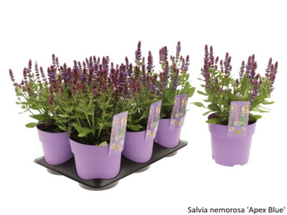 Obrázek 20 produktu Bee friendly K15, mix trvalek