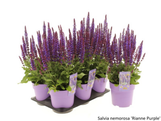 Obrázek 28 produktu Bee friendly K15, mix trvalek