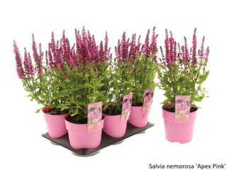 Obrázek 21 produktu Bee friendly K15, mix trvalek