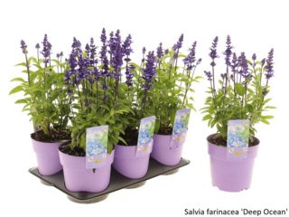 Obrázek 22 produktu Bee friendly K15, mix trvalek