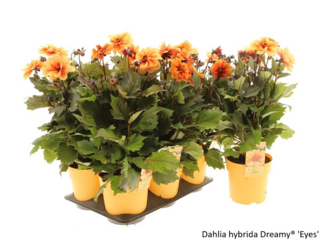 Obrázek 9 produktu Bee friendly K15, mix trvalek
