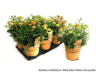 Obrázek 5 produktu Bee friendly K15, mix trvalek