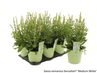 Obrázek 31 produktu Bee friendly K15, mix trvalek