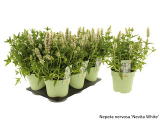 Obrázek 18 produktu Bee friendly K15, mix trvalek