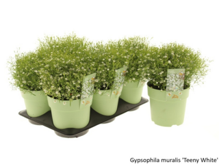Obrázek 16 produktu Bee friendly K15, mix trvalek