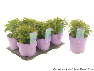 Obrázek 34 produktu Bee friendly K15, mix trvalek