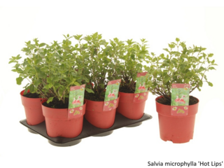 Obrázek 23 produktu Bee friendly K15, mix trvalek