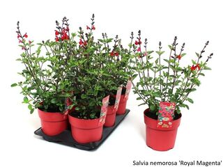 Obrázek 29 produktu Bee friendly K15, mix trvalek