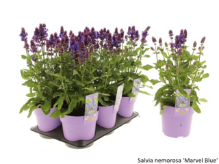 Obrázek 25 produktu Bee friendly K15, mix trvalek