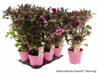 Obrázek 11 produktu Bee friendly K15, mix trvalek