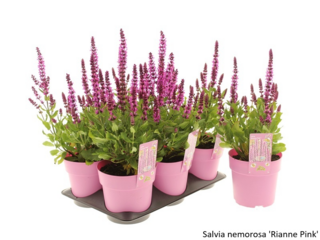 Obrázek 27 produktu Bee friendly K15, mix trvalek