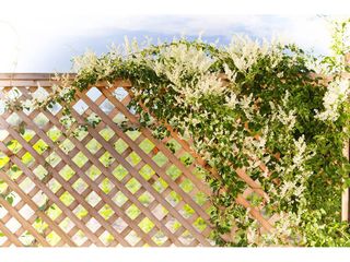 Obrázek 3 produktu Mříž na popínavé rostliny, hn. impregnace, 180x180cm