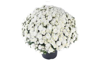 Obrázek 1 produktu Chryzanthéma multiflora K19