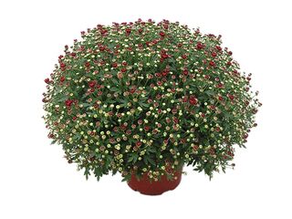 Obrázek 5 produktu Chryzanthéma multiflora K19