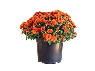 Obrázek 4 produktu Chryzanthéma multiflora K19