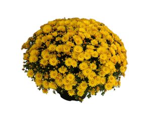 Obrázek 3 produktu Chryzanthéma multiflora K19