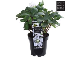 Obrázek 2 produktu Helleborus niger Christmas Carol K9 XL