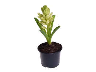 Obrázek 1 produktu Hyacinthus orientalis K9
