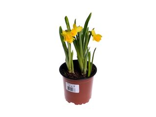 Obrázek 1 produktu Narcissus Tete a Tete K11
