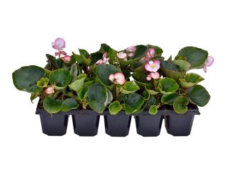 Obrázek 2 produktu Begonia semperflorens 10-pack